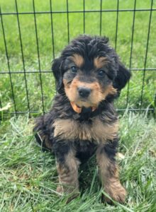 Phantom Bernedoodle