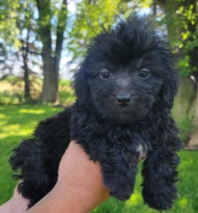 Black Bernedoodle