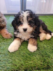 Tri-colored Bernedoodle