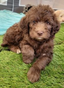 Chocolate Labradoodle