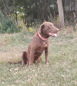 Labradoodles for Sale in Iowa