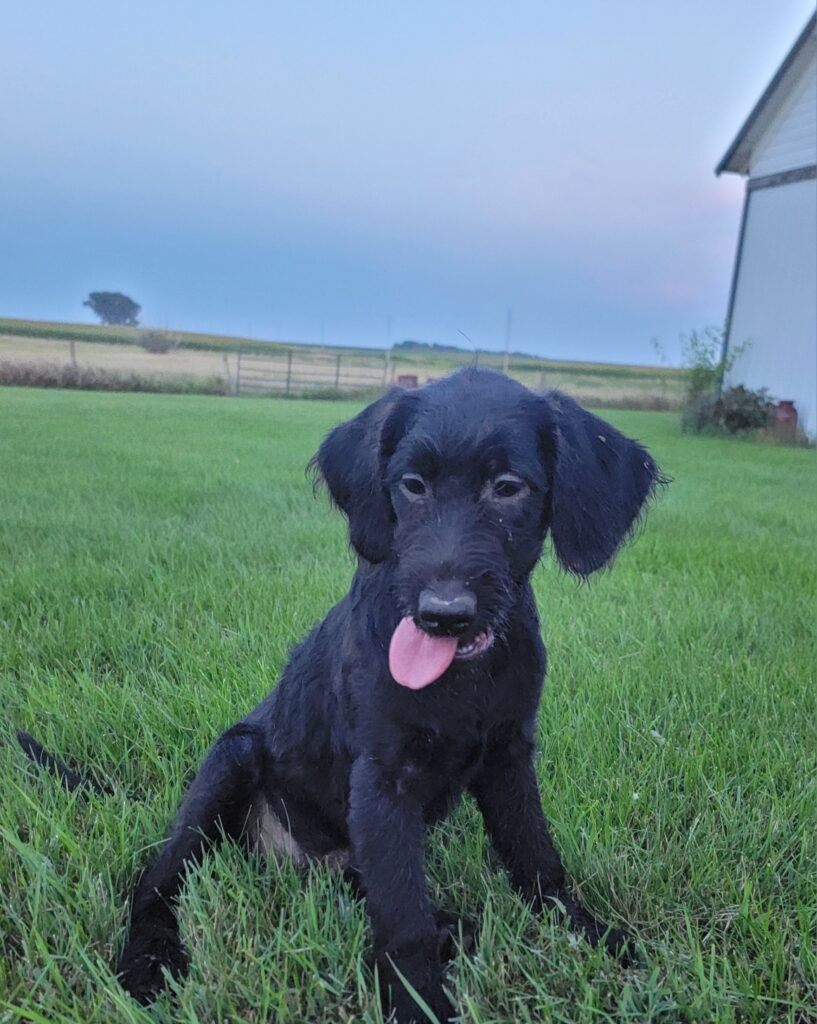 Labradoodle Hypoallergenic