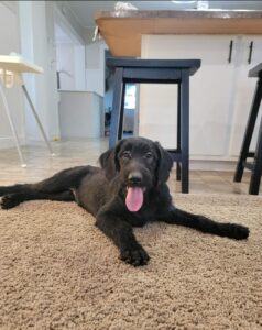 Standard Labradoodle For Sale in Iowa