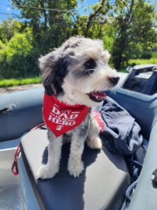 Mini Bernedoodles for Sale in Iowa