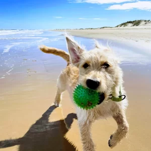 Mini Labradoodles for sale in Iowa