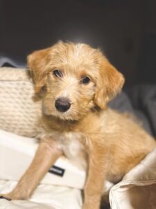 Labradoodle vs Goldendoodle