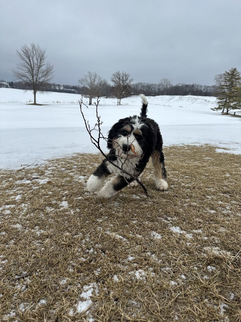 Bernedoodle Size